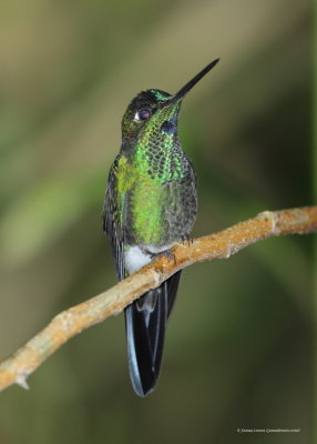Green-crowned Brillian