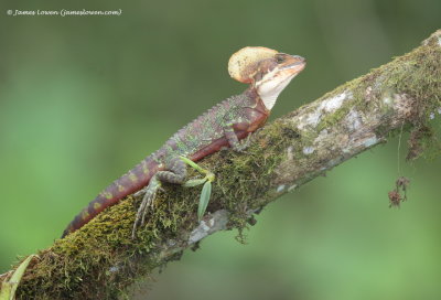 Western Basilisk