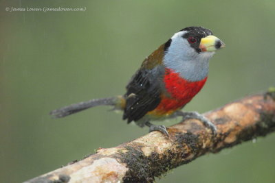 Toucan Barbet