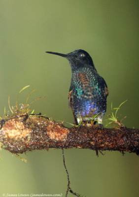 Velvet-purple Coronet