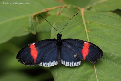 butterfly, Mashpi Lodge