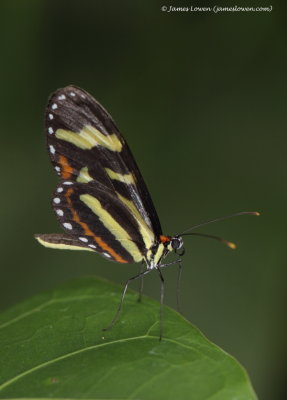 butterfly, Mashpi Lodge