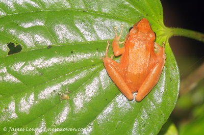 frog, Septimo Paraiso