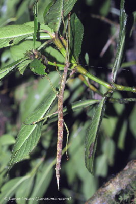 stick insect sp, Septimo Paraiso