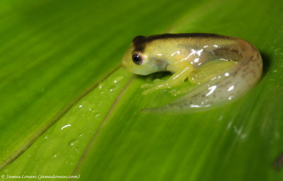 glass frog sp metamorph_Mashpi Lodge