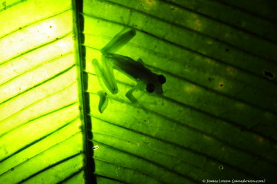 glass frog sp, Mashpi Lodge