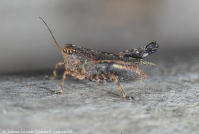 grasshopper, Maquipucuna