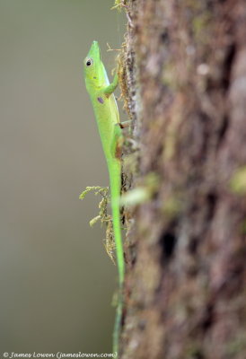 lizard tbc, Maquipucuna