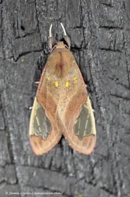 moth, Maquipucuna