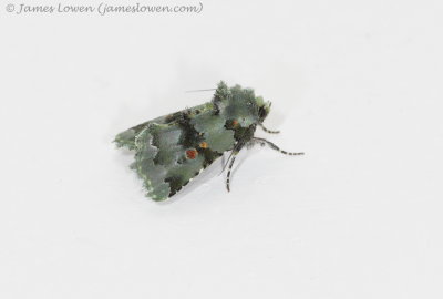 moth, Mashpi Lodge