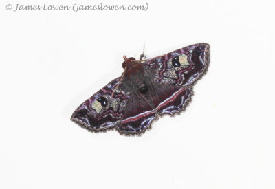 moth, Mashpi Lodge