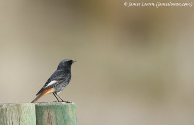 Black Redstart