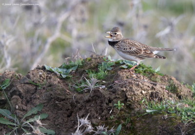 Calandra Lark