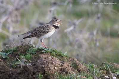 Calandra Lark