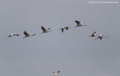 Common Crane