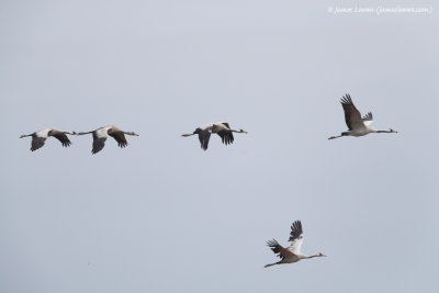 Common Crane