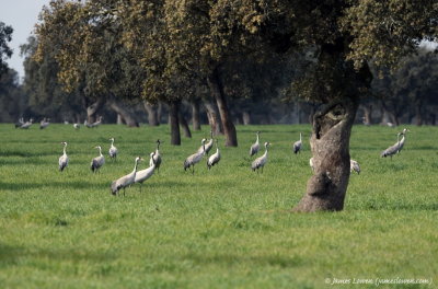 Common Crane