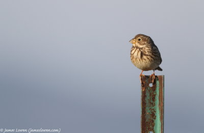 Corn Bunting