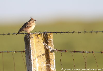 Crested Lark