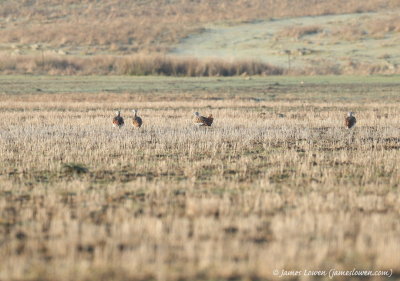 Great Bustard