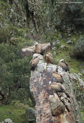 Griffon Vulture