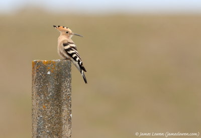 Hoopoe