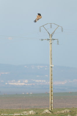 Iberian Eagle