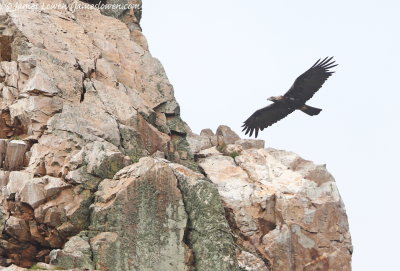 Iberian Eagle