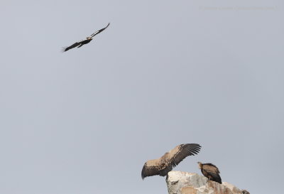 Iberian Eagle