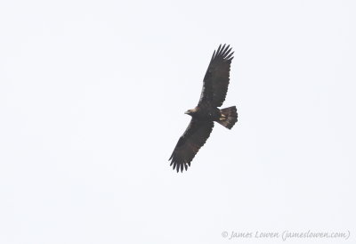Iberian Eagle
