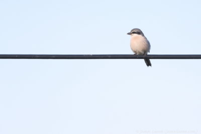 Iberian Grey Shrike