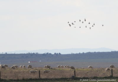 Little Bustard