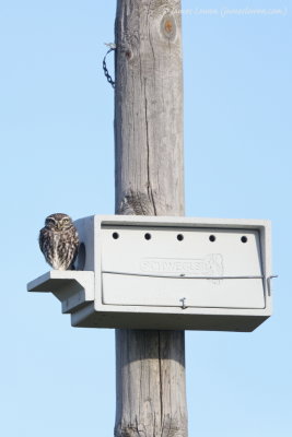 Little Owl