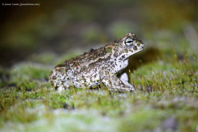 Natterjack Toad