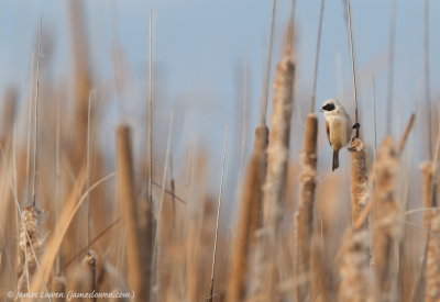 Penduline Tit