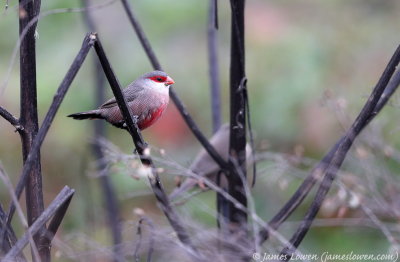 Common Waxbill