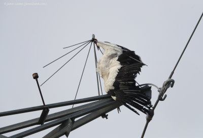 ex-White Stork on pylon