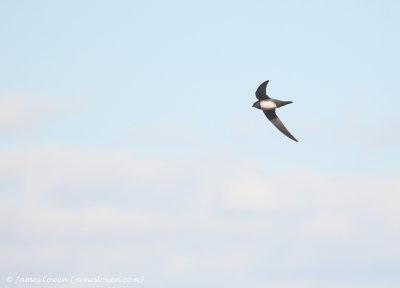 Alpine Swift 