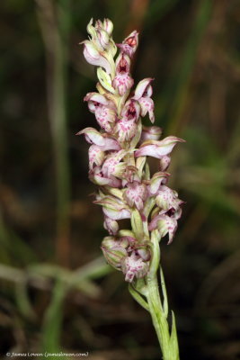 Bug Orchid 