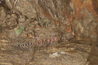 Turkish Gecko 