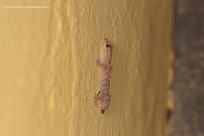 Turkish Gecko