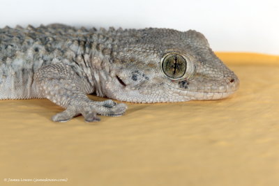 Moorish Gecko