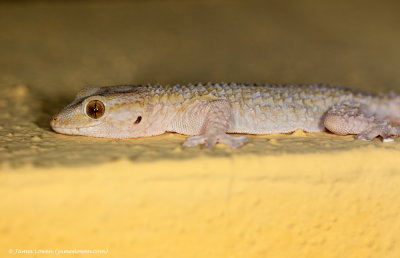 Turkish Gecko