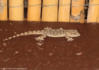 Moorish Gecko