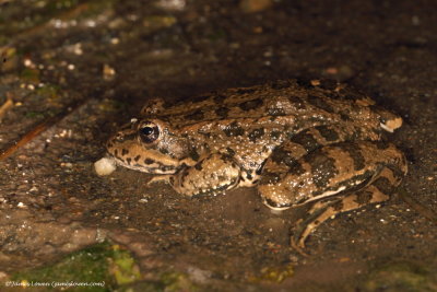 Iberian Water Frog 