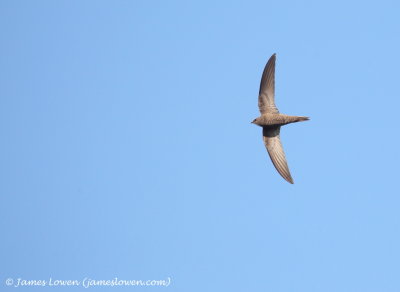 Pallid Swift 