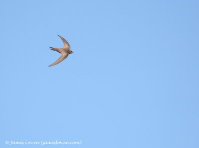 Pallid Swift 