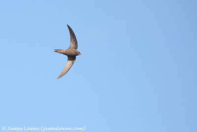 Pallid Swift 