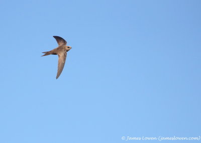 Pallid Swift 