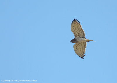 Short-toed Eagle 